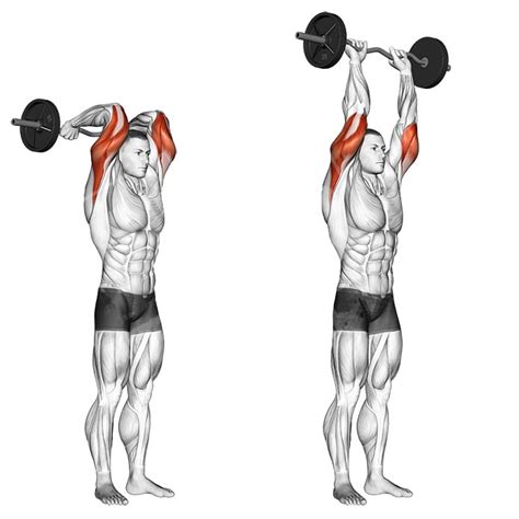 See how to do the overhead dumbbell French press with perfect form, including a short video. Plus, exercise variations & alternatives.